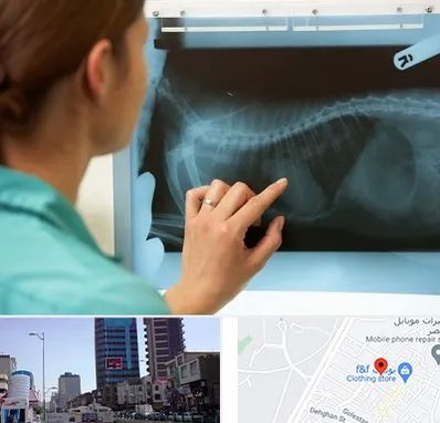 رادیولوژی پرندگان در چهارراه طالقانی کرج