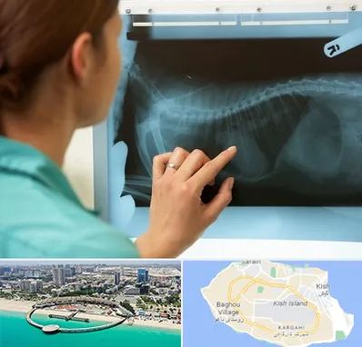 رادیولوژی پرندگان در کیش