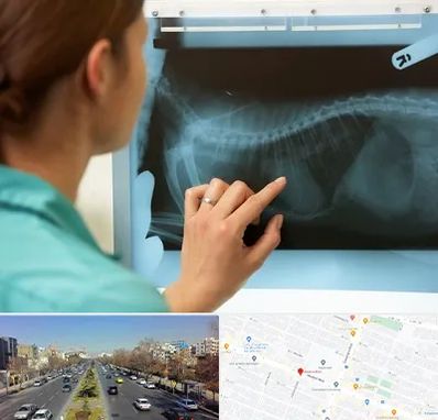 رادیولوژی پرندگان در بلوار معلم مشهد