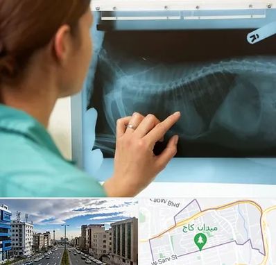 رادیولوژی پرندگان در سعادت آباد 