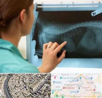 رادیولوژی پرندگان در شهرک غرب مشهد