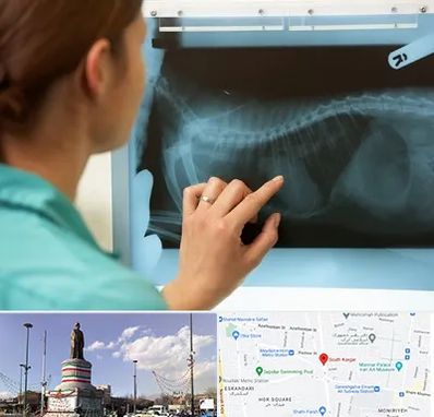 رادیولوژی پرندگان در کارگر جنوبی 