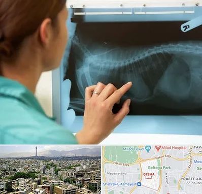 رادیولوژی پرندگان در گیشا 