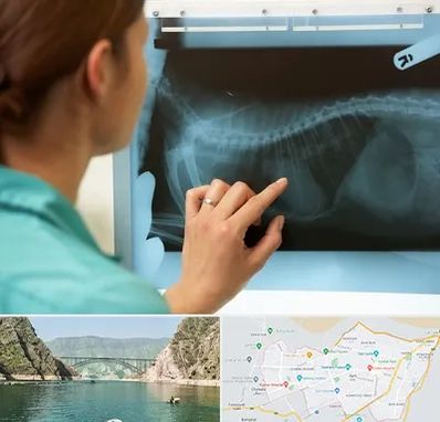 رادیولوژی پرندگان در ایلام