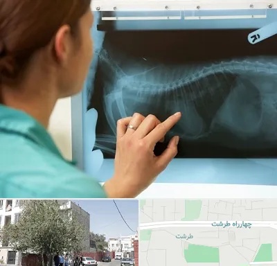 رادیولوژی پرندگان در طرشت