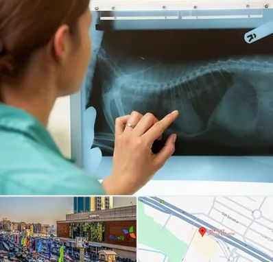 رادیولوژی پرندگان در لاله پارک تبریز