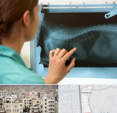 رادیولوژی پرندگان در اسکندری