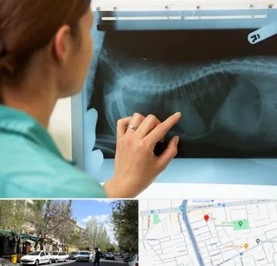 رادیولوژی پرندگان در کوی فیروز تبریز