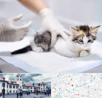 واکسیناسیون حیوانات در میدان شهرداری رشت