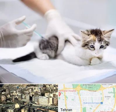 واکسیناسیون حیوانات در مرزداران 