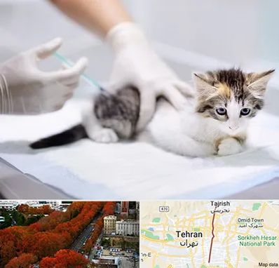 واکسیناسیون حیوانات در ولیعصر 