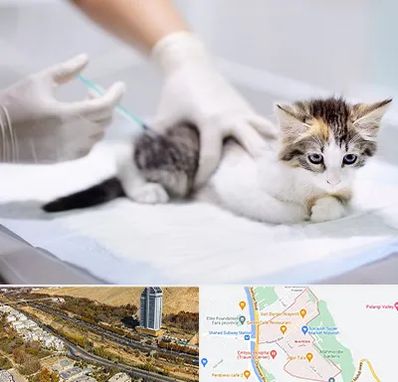 واکسیناسیون حیوانات در خیابان نیایش شیراز