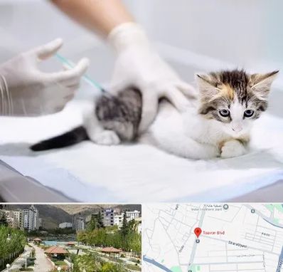 واکسیناسیون حیوانات در بلوار تعاون