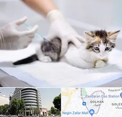 واکسیناسیون حیوانات در قلهک 