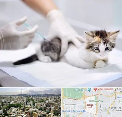 واکسیناسیون حیوانات در گیشا 