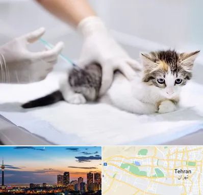 واکسیناسیون حیوانات در غرب تهران 