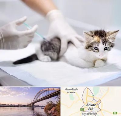 واکسیناسیون حیوانات در اهواز