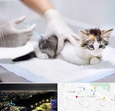 واکسیناسیون حیوانات در هفت تیر مشهد