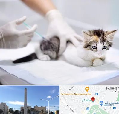 واکسیناسیون حیوانات در فلکه گاز شیراز