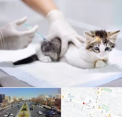 واکسیناسیون حیوانات در بلوار معلم مشهد