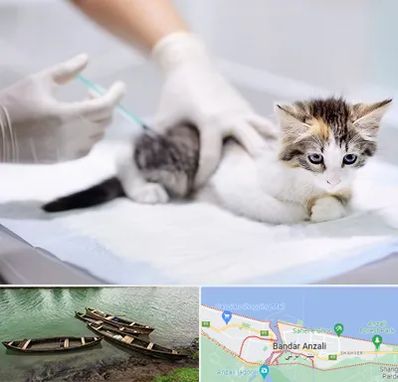 واکسیناسیون حیوانات در بندر انزلی