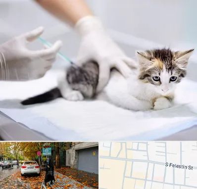 واکسیناسیون حیوانات در خیابان فلسطین