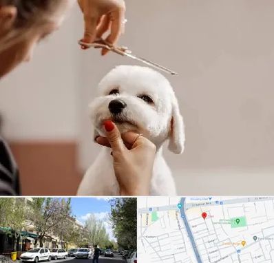 آرایشگاه پت در کوی فیروز تبریز