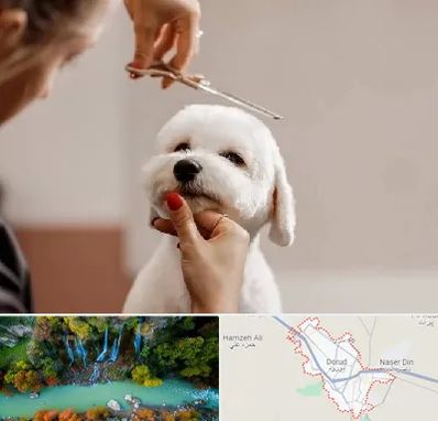 آرایشگاه پت در دورود