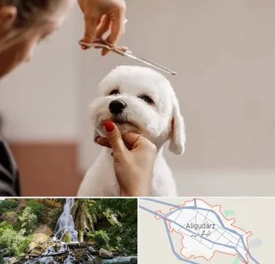 آرایشگاه پت در الیگودرز