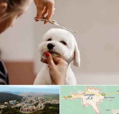 آرایشگاه پت در گرگان