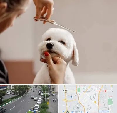 آرایشگاه پت در ستارخان 