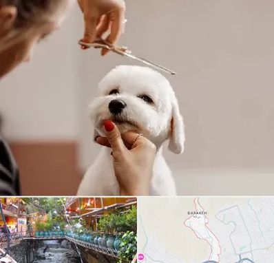 آرایشگاه پت در درکه