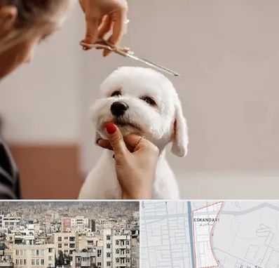 آرایشگاه پت در اسکندری