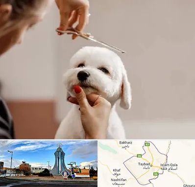 آرایشگاه پت در تایباد