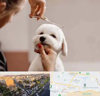 آرایشگاه پت در تهرانپارس 