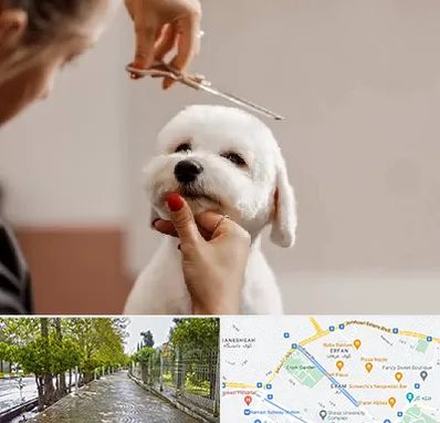 آرایشگاه پت در خیابان ارم شیراز