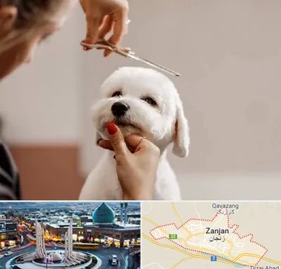 آرایشگاه پت در زنجان