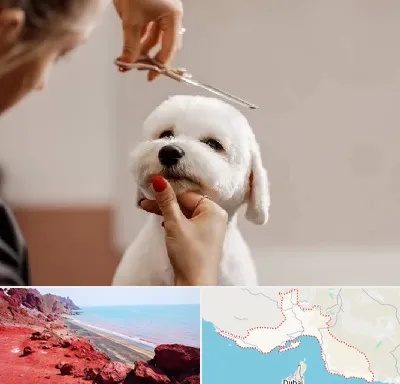 آرایشگاه پت در هرمزگان