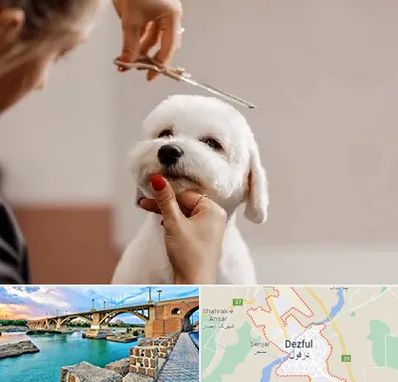 آرایشگاه پت در دزفول