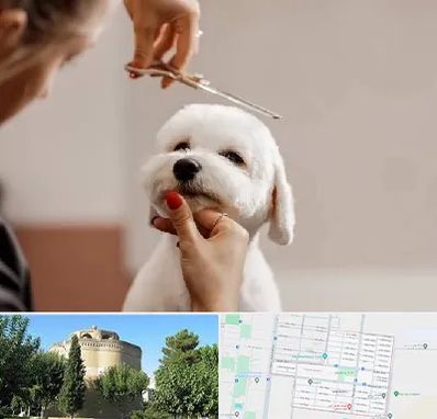 آرایشگاه پت در مرداویج اصفهان