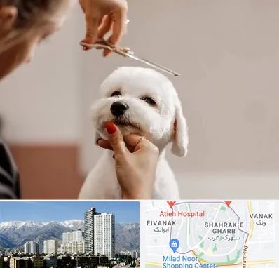 آرایشگاه پت در شهرک غرب 