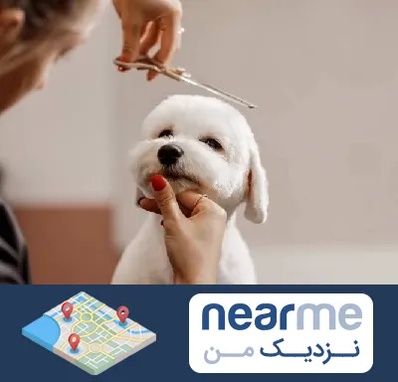 آرایشگاه پت در نزدیک من