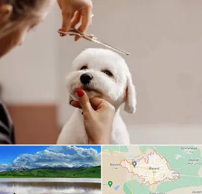 آرایشگاه پت در مرند