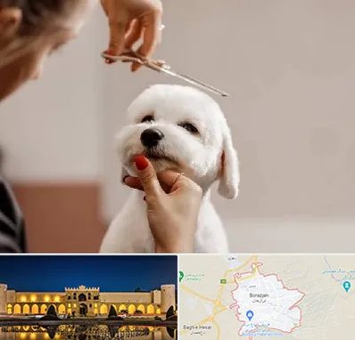 آرایشگاه پت در برازجان