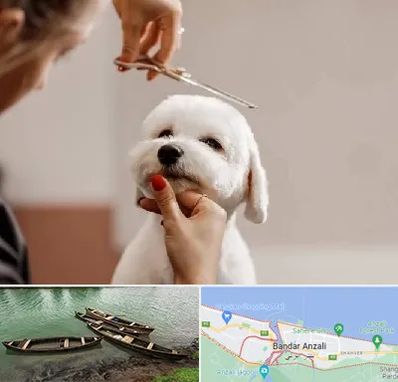 آرایشگاه پت در بندر انزلی