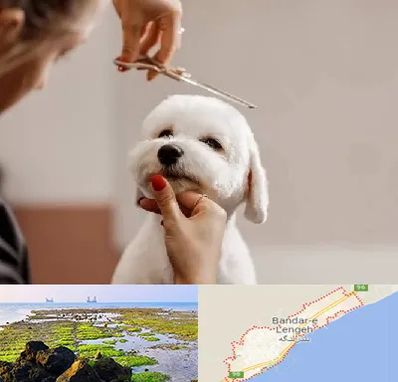 آرایشگاه پت در بندرلنگه