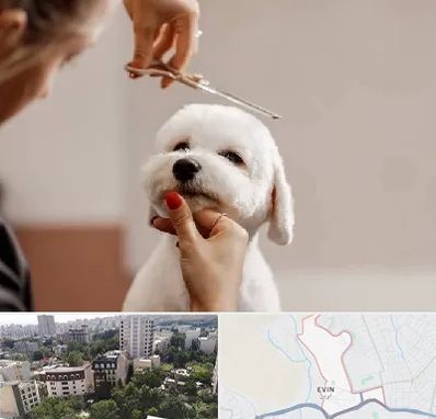 آرایشگاه پت در اوین