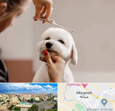 آرایشگاه پت در میانه