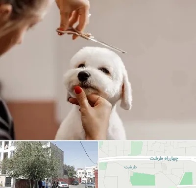 آرایشگاه پت در طرشت