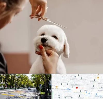 آرایشگاه پت در میرداماد 